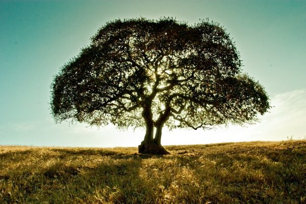 Decision Tree