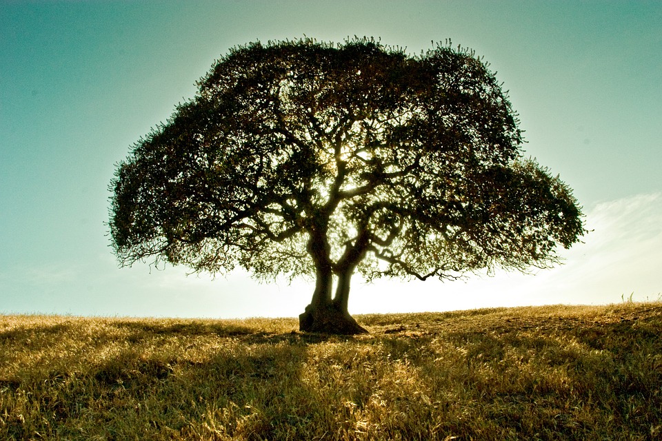 Decision Tree